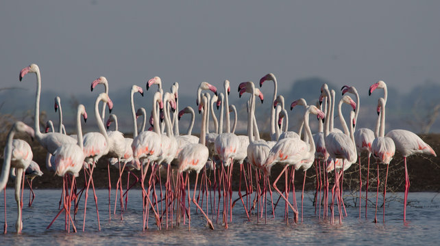 Flock of Greater Flamingos at Bhigwan