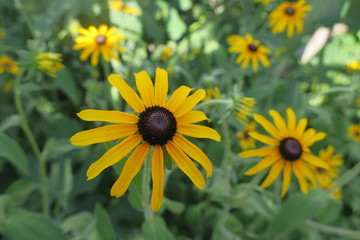 yellow flowers