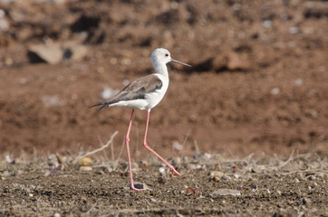 Black-winged Stilt