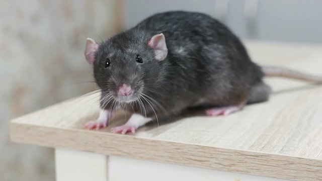 Animal domestic gray rat close-up
