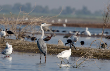 Fototapeta premium Grey Heron