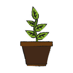 plant in pot icon image