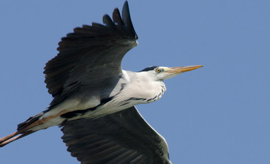 Grey Heron