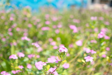 Obraz premium flower