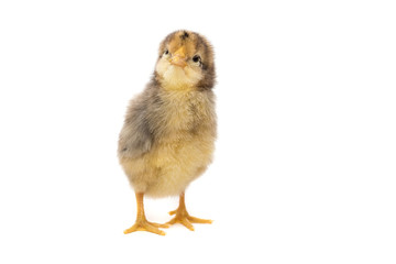 Chicken on white background