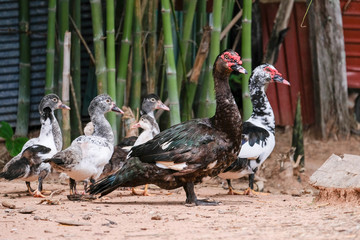 Ducks and geese