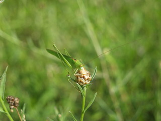 Bush Cricket