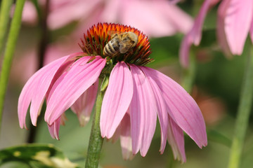 Echinacea