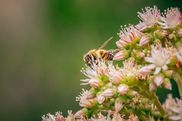 Bee on flower