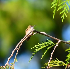 Hummingbird perched on cedar branch