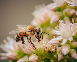 Bee on flower
