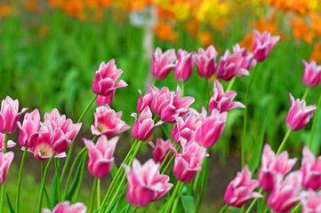 Flower tulips background