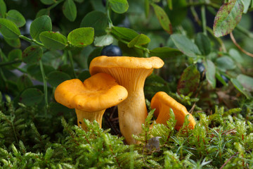 Collecting chanterelle mushroom in the forest. chanterelle in moss with green background. - obrazy, fototapety, plakaty