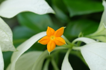 flower