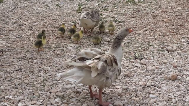 Goose family and father goose banishing cameraman