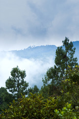 Enigmatic and mysterious forests of Central America. Guatemala