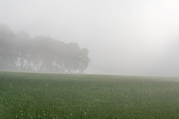Mgła nad łąką. - obrazy, fototapety, plakaty