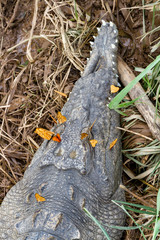 Crocodile and butterflies