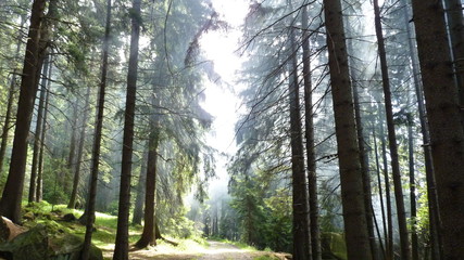 Waldweg zum Brocken im Harz