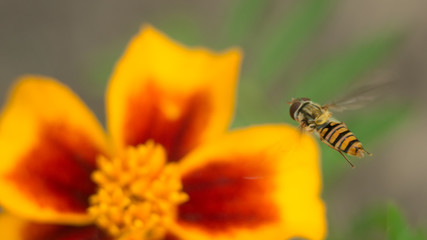Fly insect bird sits on a bright yellow-red flower. The surface is lit by the bright sun. Macro photo of an insect with an extreme enlargement
