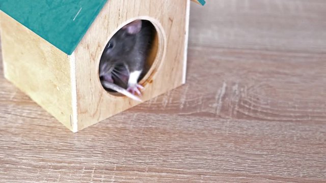domestic gray rat in a wooden house
