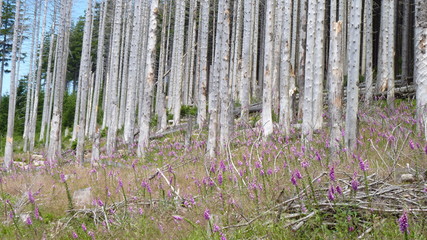 Wald im Harz 