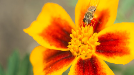 Fly insect bird sits on a bright yellow-red flower. The surface is lit by the bright sun. Macro photo of an insect with an extreme enlargement