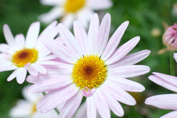 Obraz premium flower