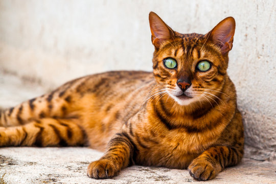 Chat Tigre Photos Royalty Free Images Graphics Vectors Videos Adobe Stock Chat Tigre Photos Royalty Free Images Graphics Vectors Videos Adobe Stock