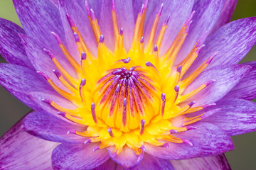 Obraz premium Macro shot of A beautiful purple lotus flower blooming in the pond.