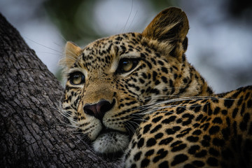 Seitenansicht eines Leoparden