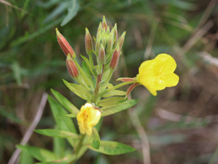 Oakes' evening primrose (Oenothera parviflora)