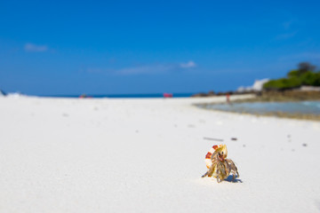 hermit crab on the white sand beach