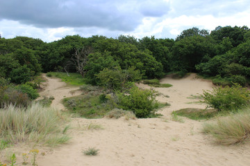 Fototapeta na wymiar National park Kennemerland dunes