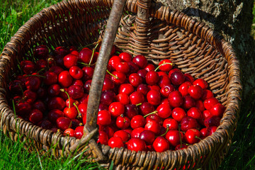 Cerises