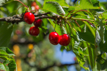 Cerises