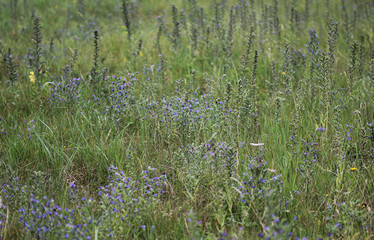 viper's bugloss (Echium vulgare)