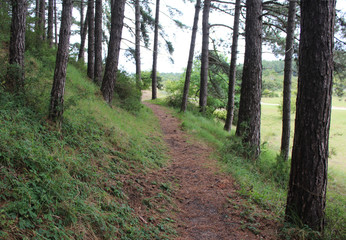 Coniferous forest Kennemerland 