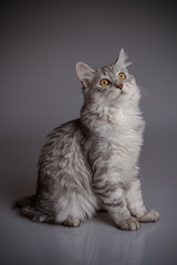 Fototapeta na wymiar Young tabby cat isolated on grey background