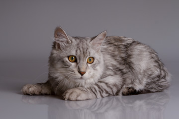 Young tabby cat isolated on grey background