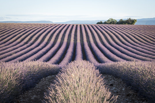 Campi di lavanda in provenza