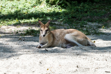 Känguru - Flinkwallaby - Macropus agilis