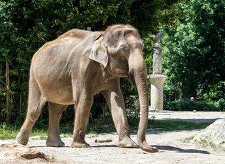 Asiatischer Elefant - Elephas maximus