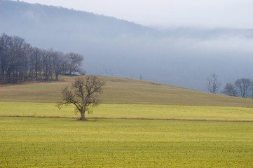 Fototapeta premium Lone Tree 