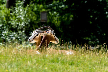 Obraz premium Mhorr-Gazelle - Dama gazelle - Nanger dama