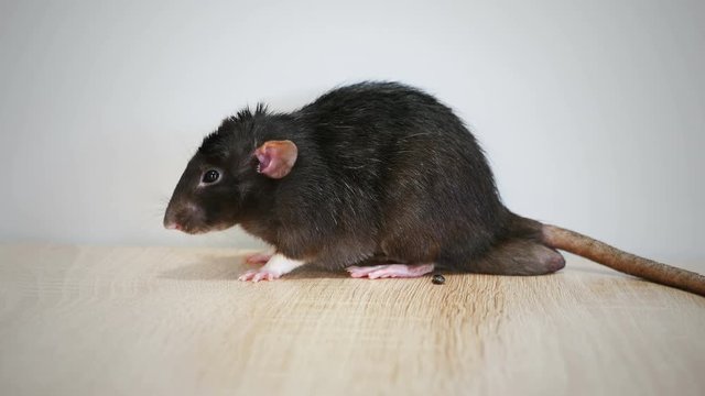 Animal domestic gray rat close-up