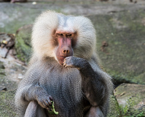 Mantelpavian - Papio hamadryas