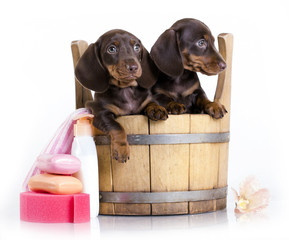 Washing puppies in a tub, grooming
