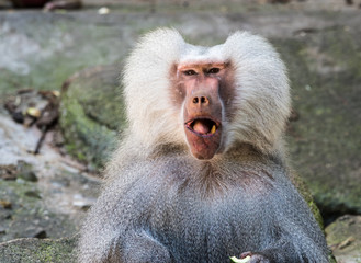 Mantelpavian - Papio hamadryas