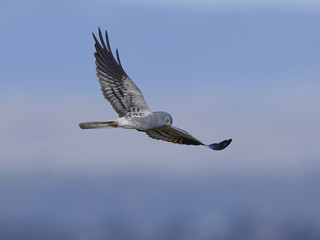 Montagus harrier (Circus pygargus)